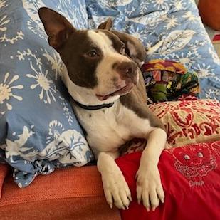 Wally, a Adoptable Mixed Breed in Bentonville, AR image 6/6