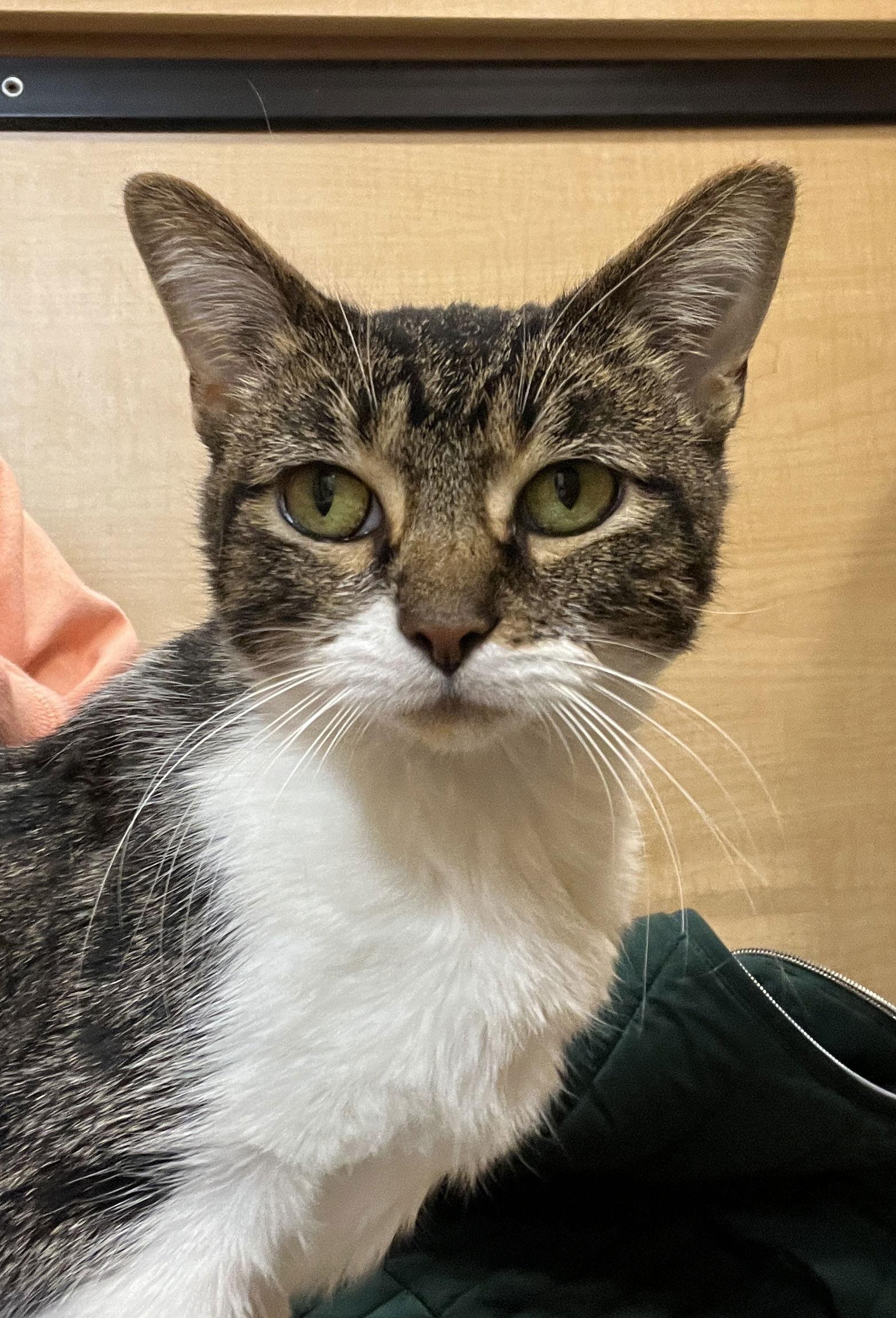 Anne, Adoptable, Adult Female Domestic Short Hair.