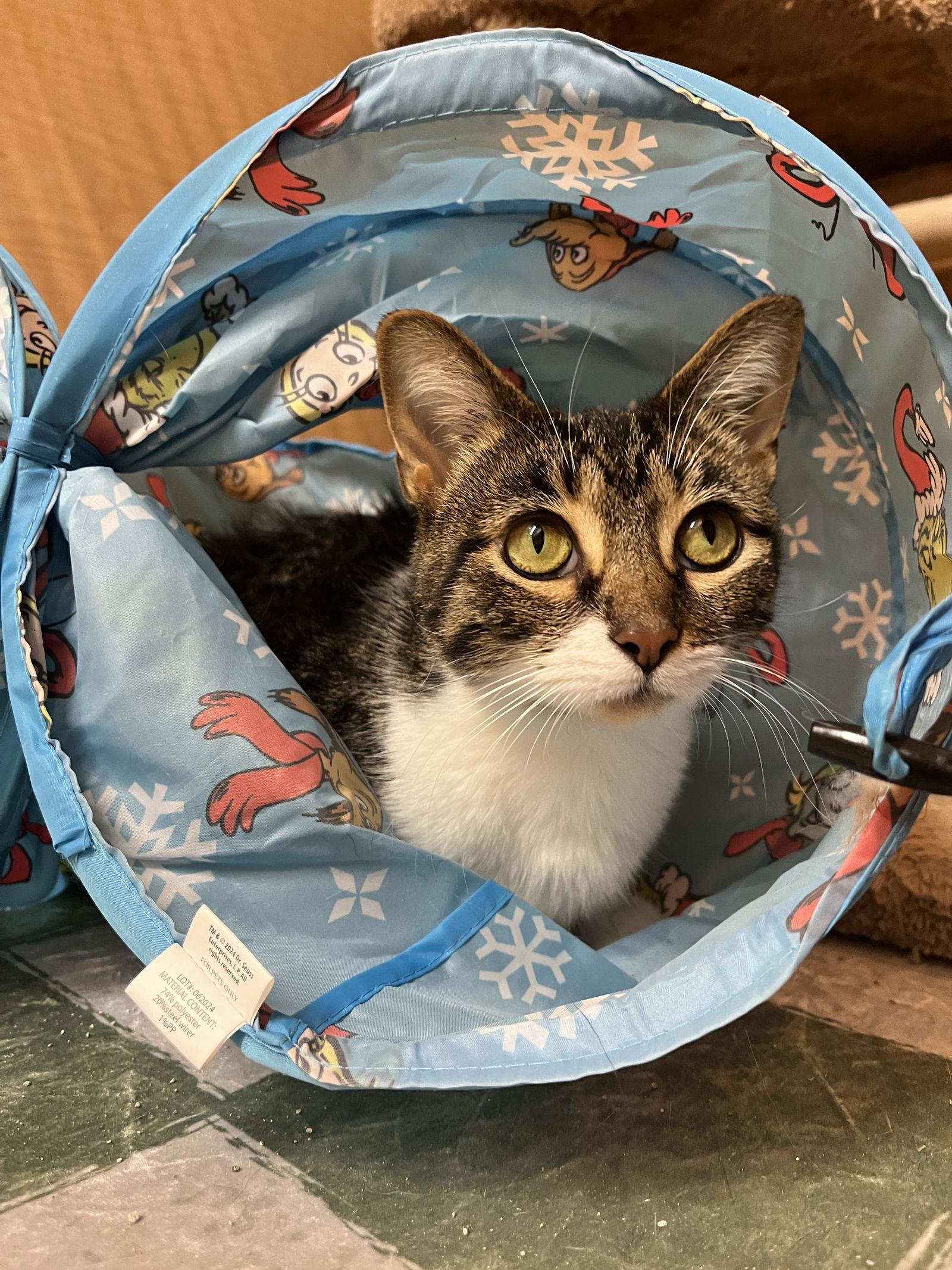 Enlarge Anne, a Adoptable Domestic Short Hair in Wheaton, IL image 2/3