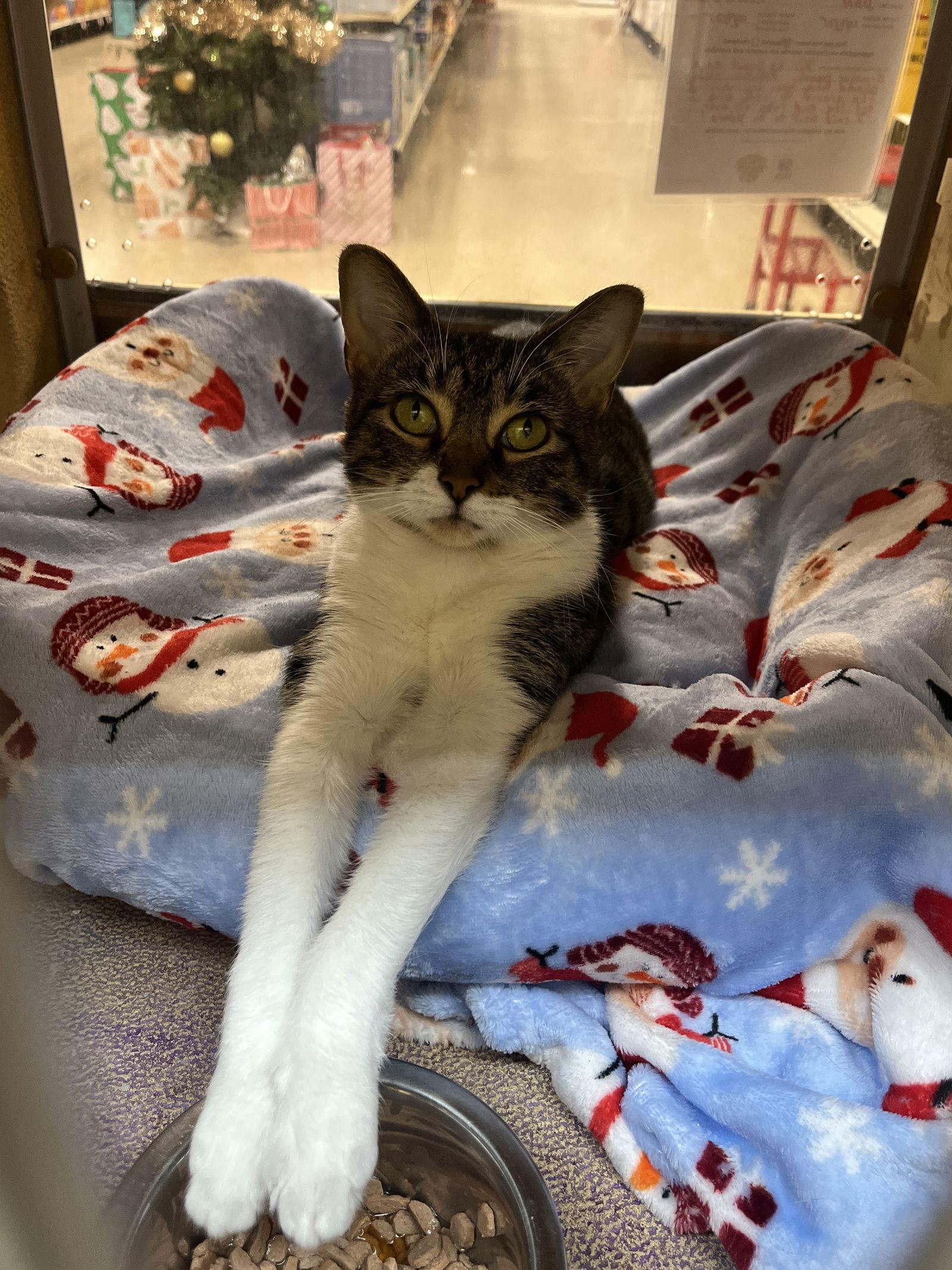 Enlarge Anne, a Adoptable Domestic Short Hair in Wheaton, IL image 3/3