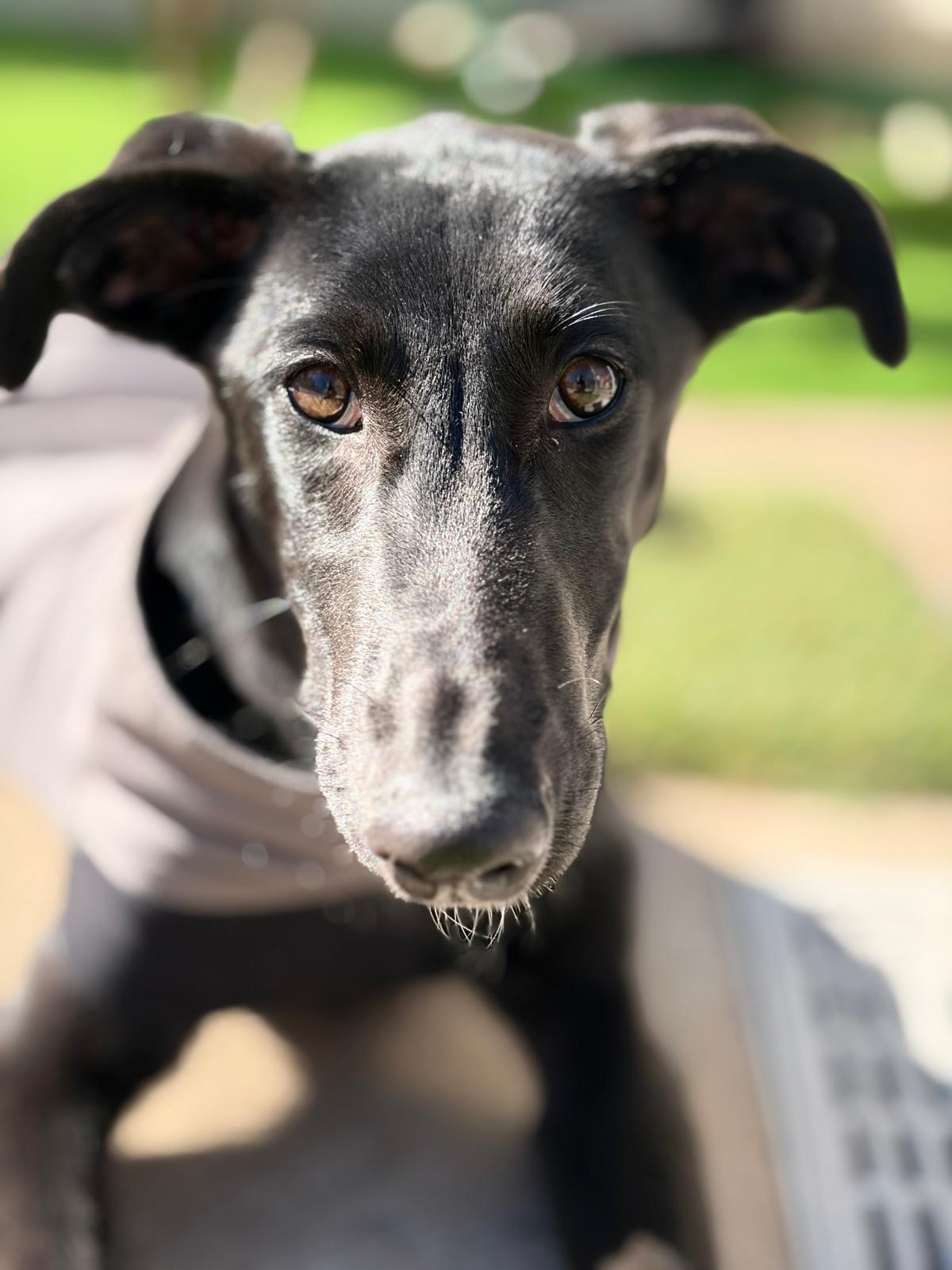 Enlarge Alma, a ADOPTABLE Galgo Spanish Greyhound in Winter Park, FL image 1/1