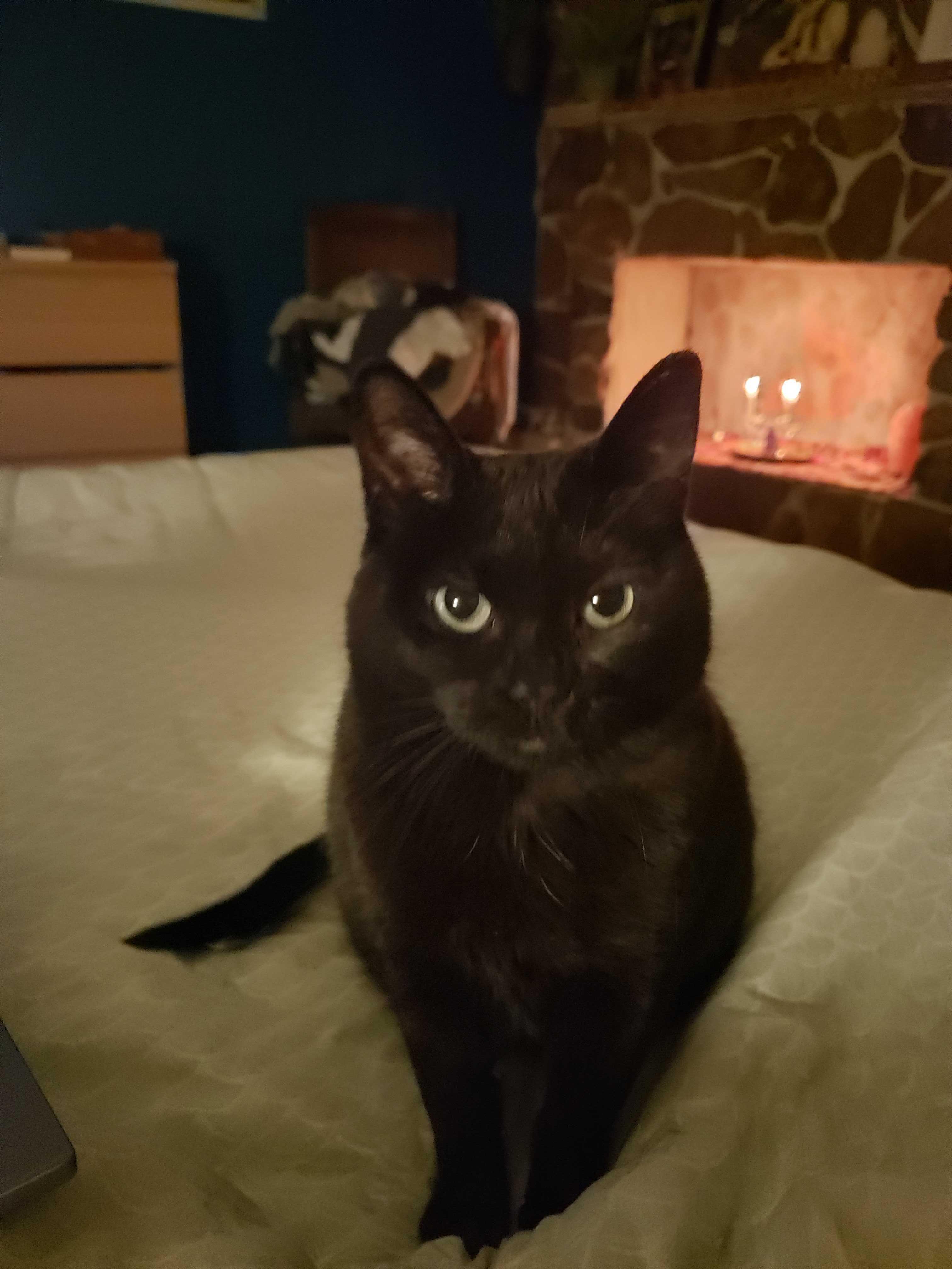 Raven, Adoptable, Adult Female Domestic Short Hair.