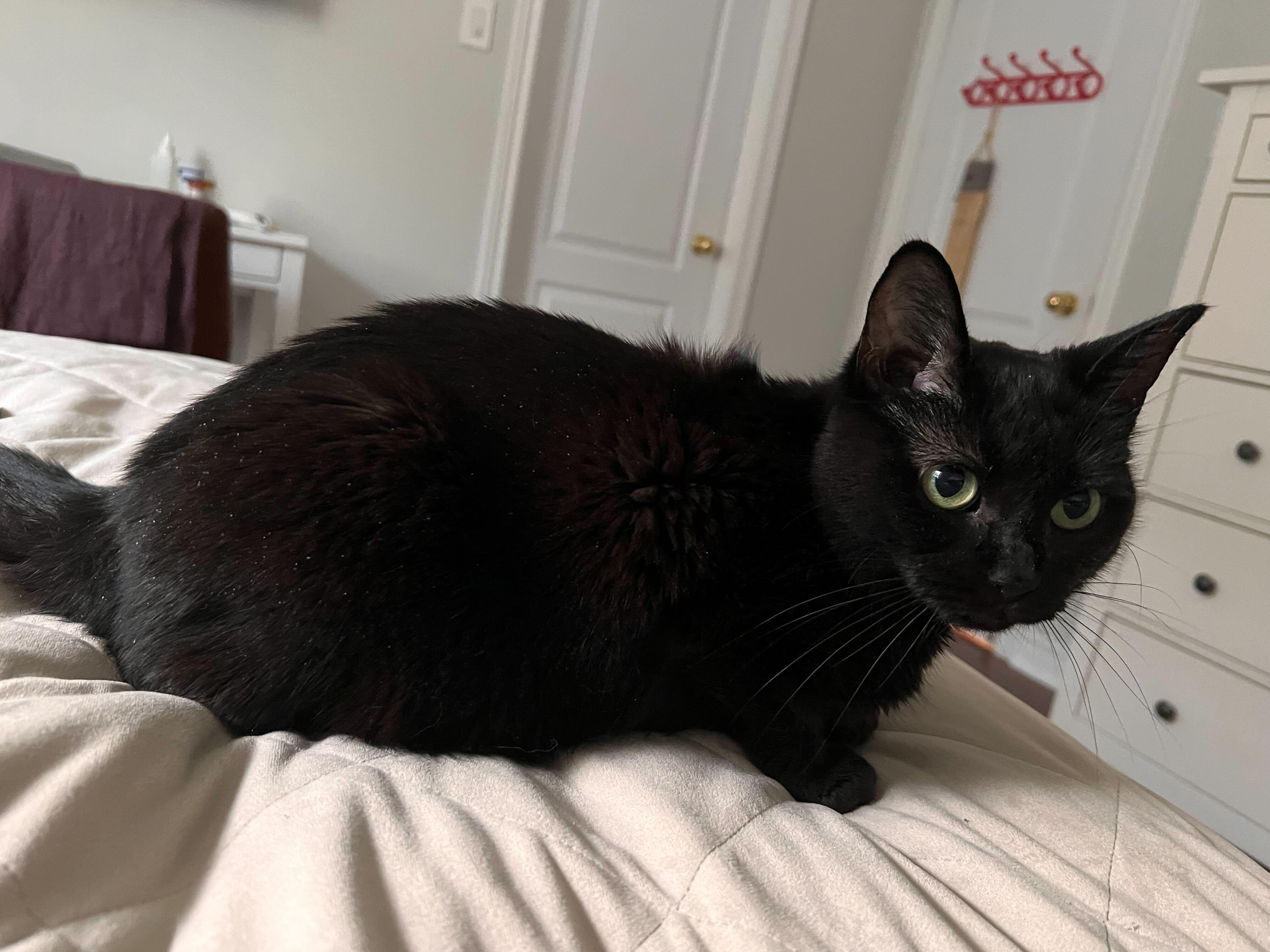 Enlarge Raven, a Adoptable Domestic Short Hair in Toronto, ON image 3/4