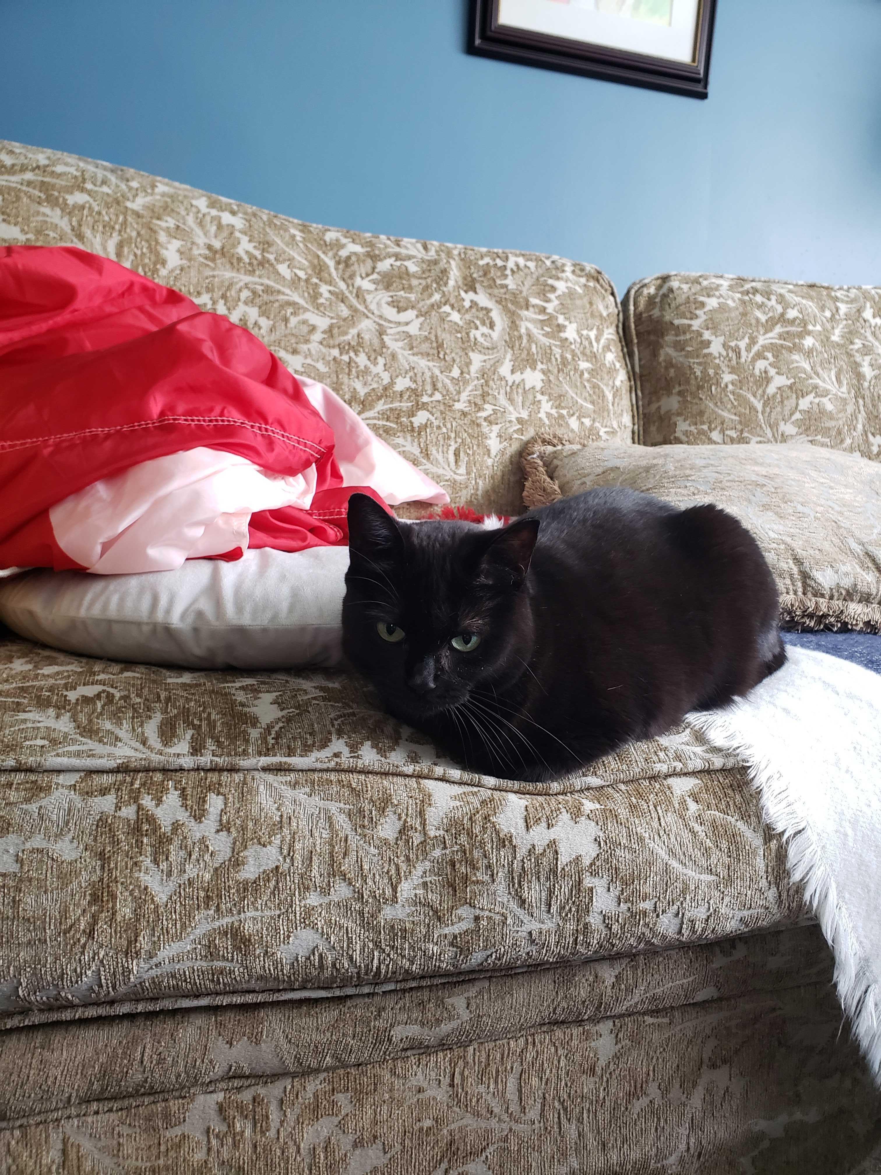 Enlarge Raven, a Adoptable Domestic Short Hair in Toronto, ON image 4/4