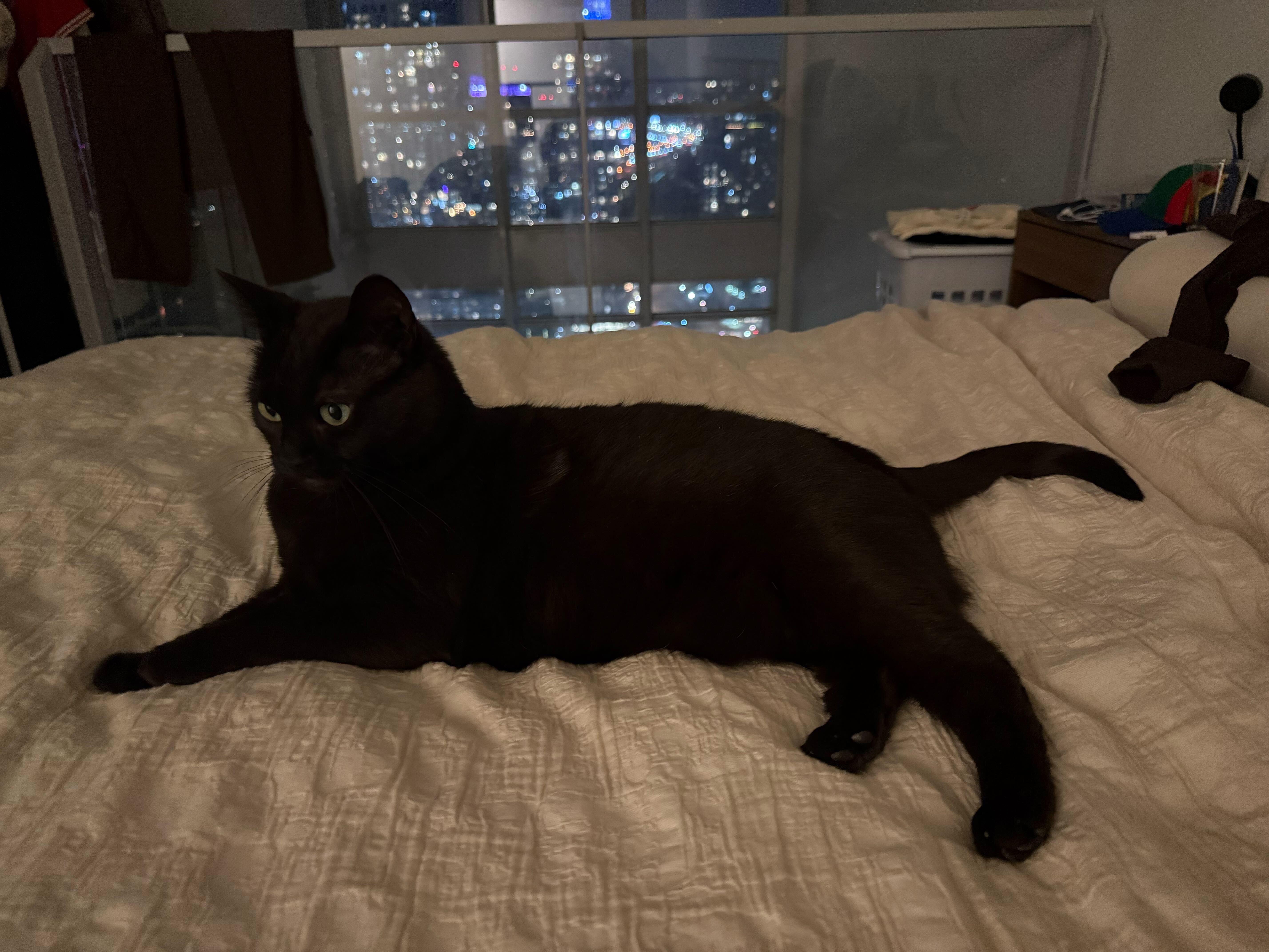 Enlarge Raven, a Adoptable Domestic Short Hair in Toronto, ON image 2/4