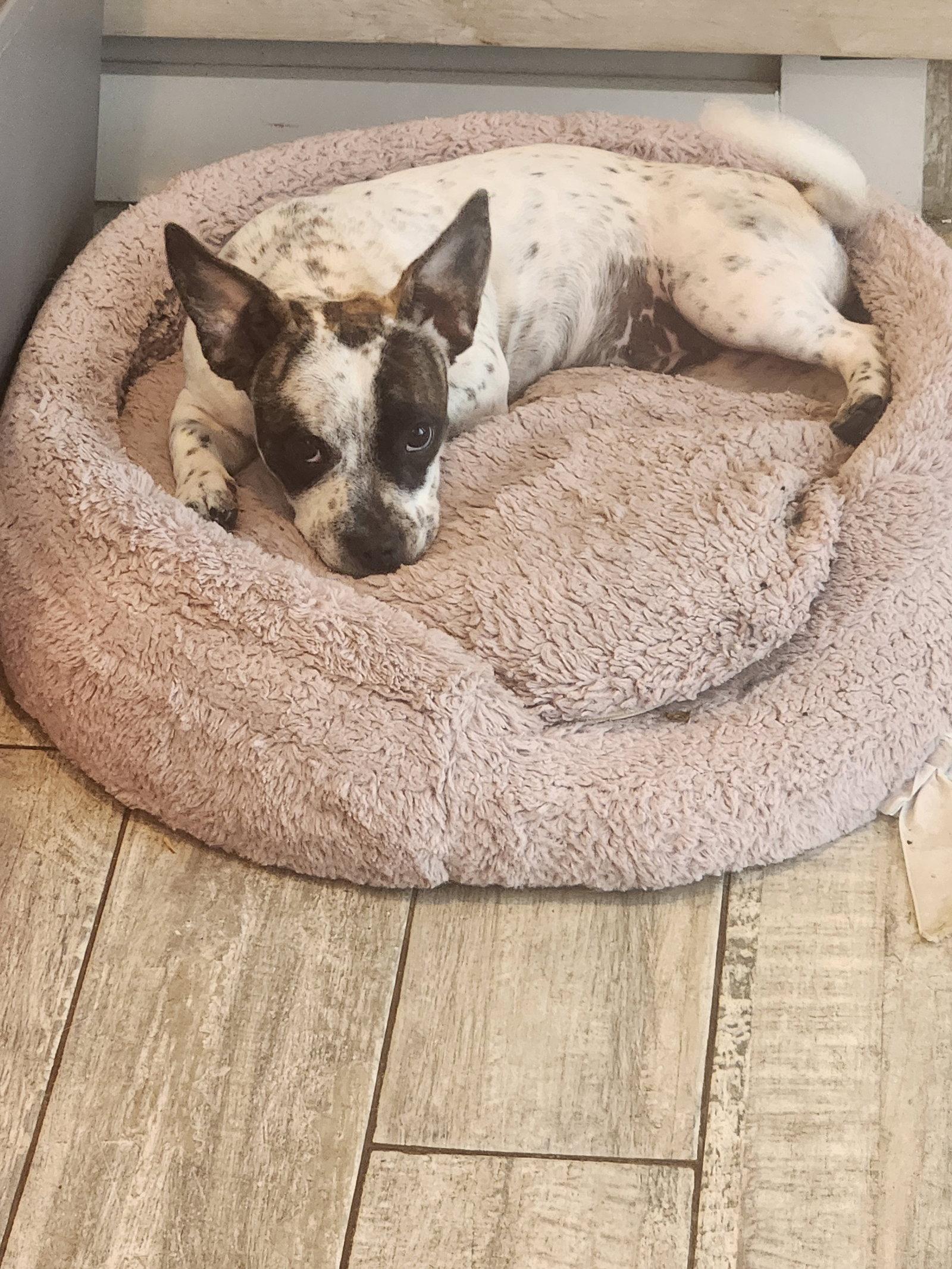 Enlarge Nana, a Adoptable mixed breed in Fort Lauderdale, FL image 1/1