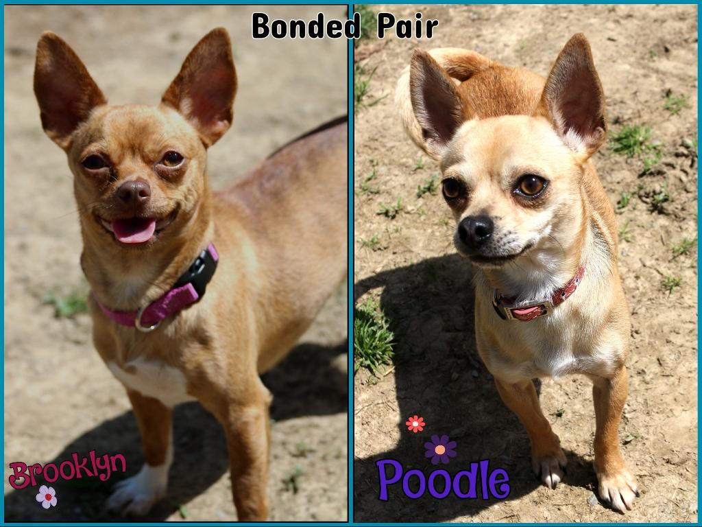 Enlarge Brooklyn & Poodle, a ADOPTABLE Chihuahua in Shippenville, PA image 1/6