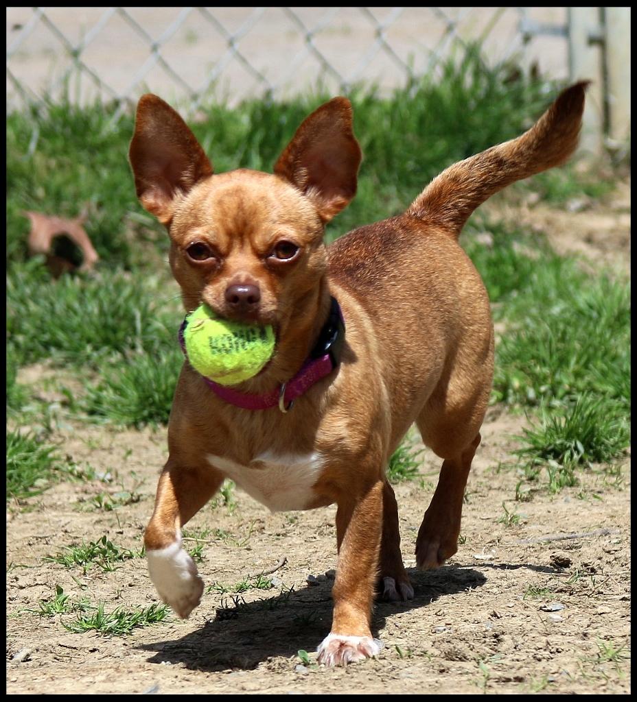 Enlarge Brooklyn & Poodle, a ADOPTABLE Chihuahua in Shippenville, PA image 4/6