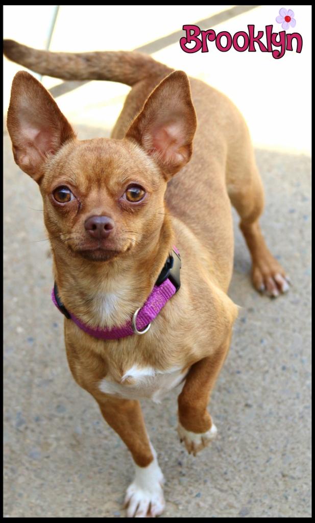 Enlarge Brooklyn & Poodle, a ADOPTABLE Chihuahua in Shippenville, PA image 5/6