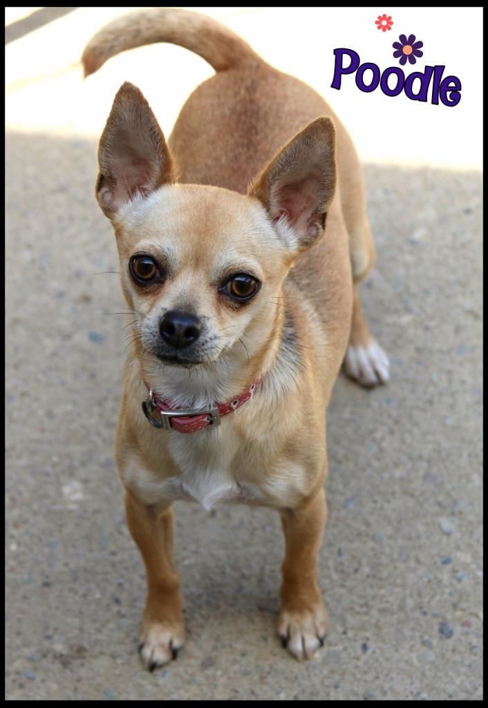 Enlarge Brooklyn & Poodle, a ADOPTABLE Chihuahua in Shippenville, PA image 6/6
