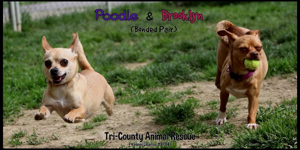 Enlarge Brooklyn & Poodle, a ADOPTABLE Chihuahua in Shippenville, PA image 2/6