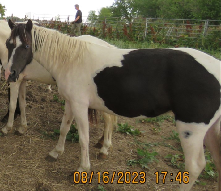 Enlarge Daisy, a Adopted Shetland Pony in Arvada, CO image 1/1