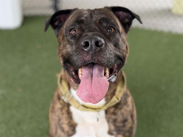 LUTHER, Adoptable, Senior Male Staffordshire Bull Terrier.