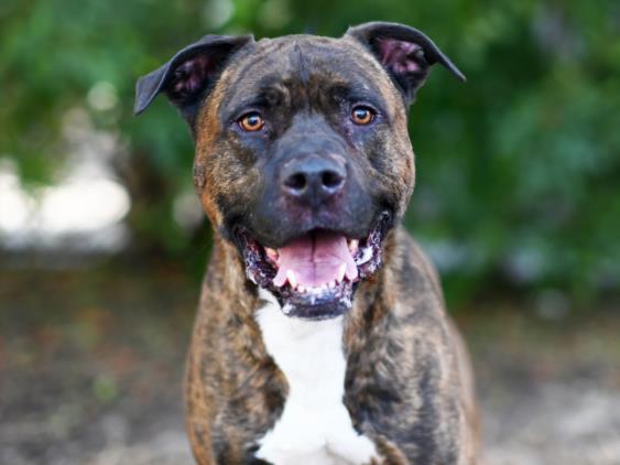 Enlarge LUTHER, a Adoptable Staffordshire Bull Terrier in Tavares, FL image 1/1