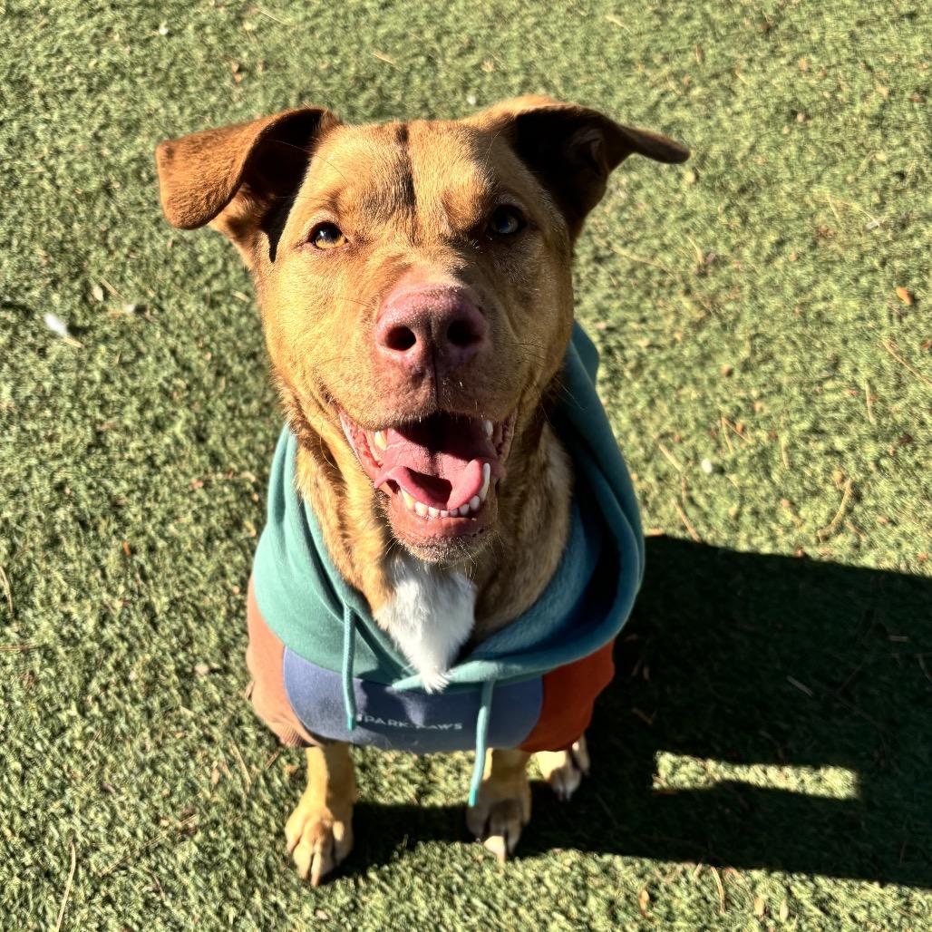 Enlarge Dani Boy, a Adoptable mixed breed in Henderson, NV image 1/5