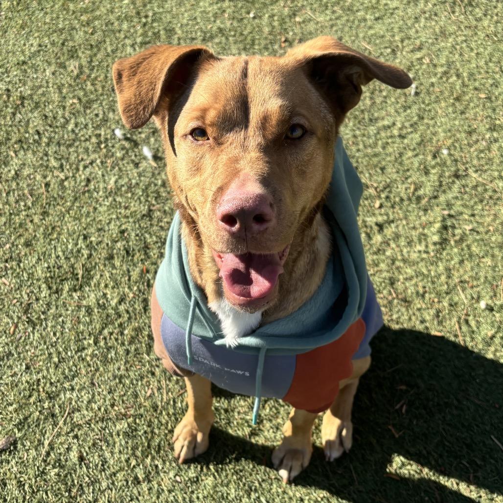 Enlarge Dani Boy, a Adoptable mixed breed in Henderson, NV image 2/5