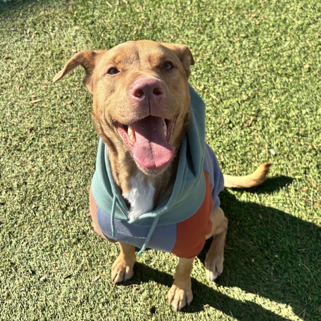 Enlarge Dani Boy, a Adoptable mixed breed in Henderson, NV image 3/5