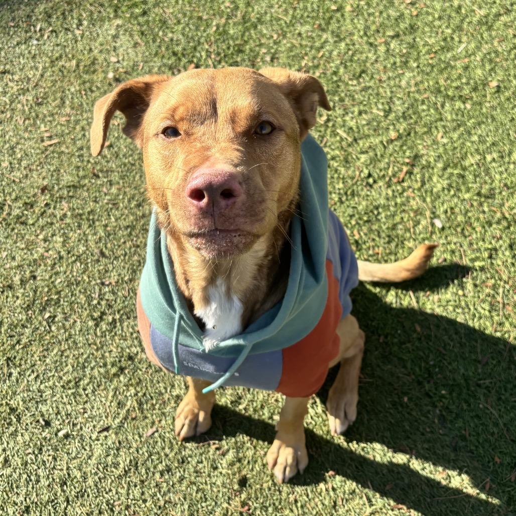 Enlarge Dani Boy, a Adoptable mixed breed in Henderson, NV image 4/5