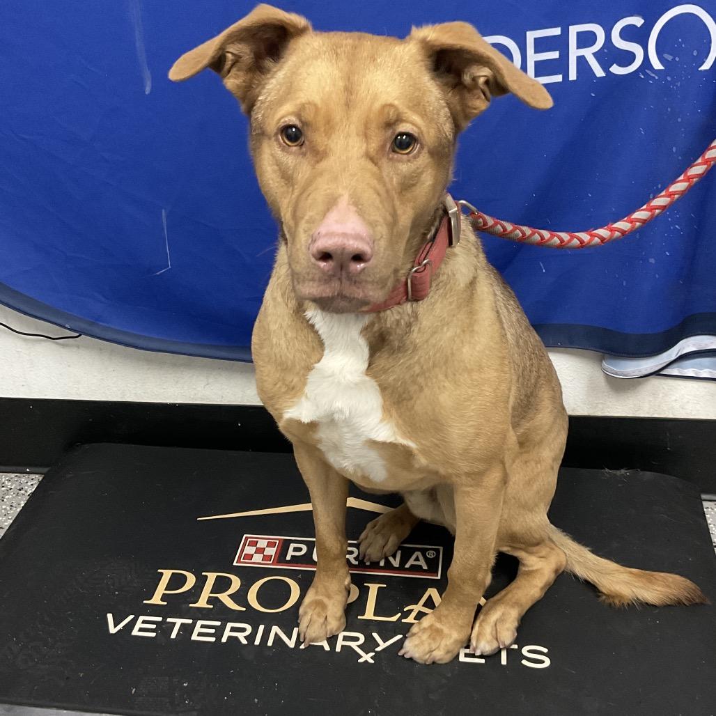 Enlarge Dani Boy, a Adoptable mixed breed in Henderson, NV image 5/5