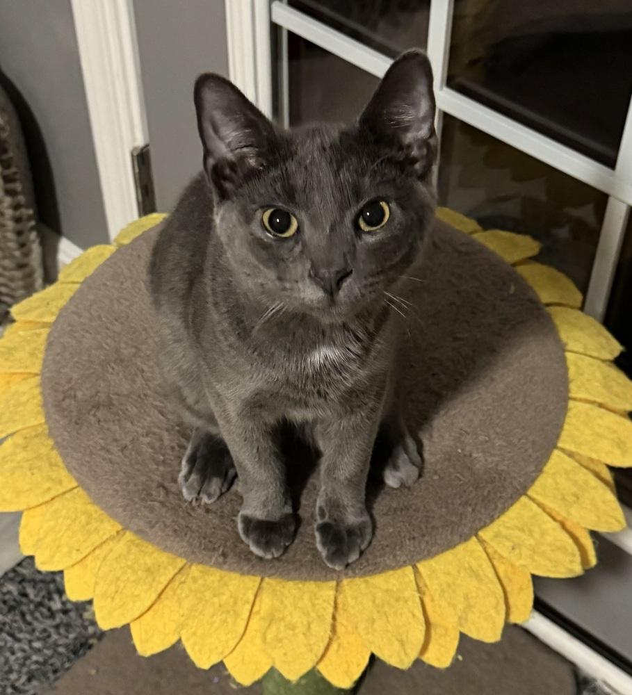 Kitten: Xander, Adoptable, Kitten Male Domestic Short Hair.