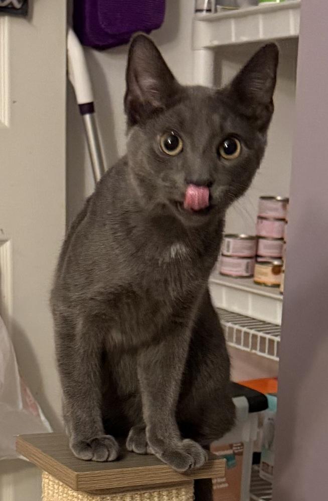 Enlarge Kitten: Xander, a Adoptable Domestic Short Hair in catonsville , MD image 2/4