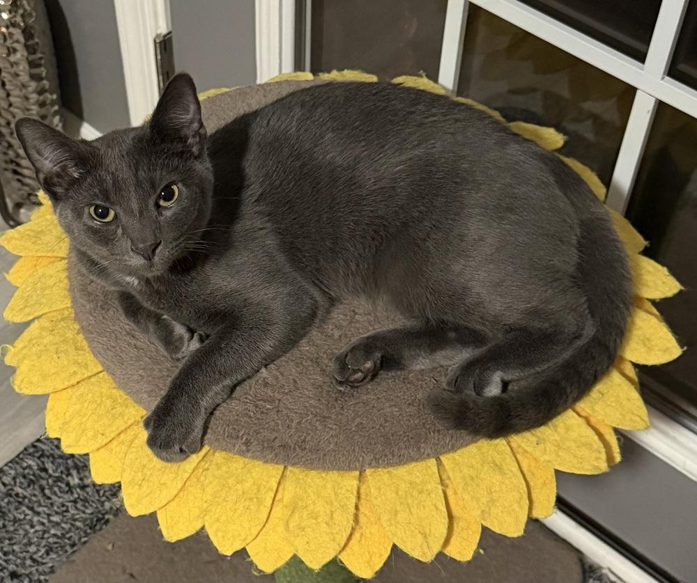 Enlarge Kitten: Xander, a Adoptable Domestic Short Hair in catonsville , MD image 3/4