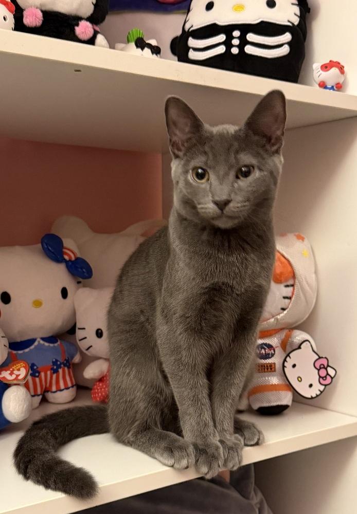 Enlarge Kitten: Xander, a Adoptable Domestic Short Hair in catonsville , MD image 4/4