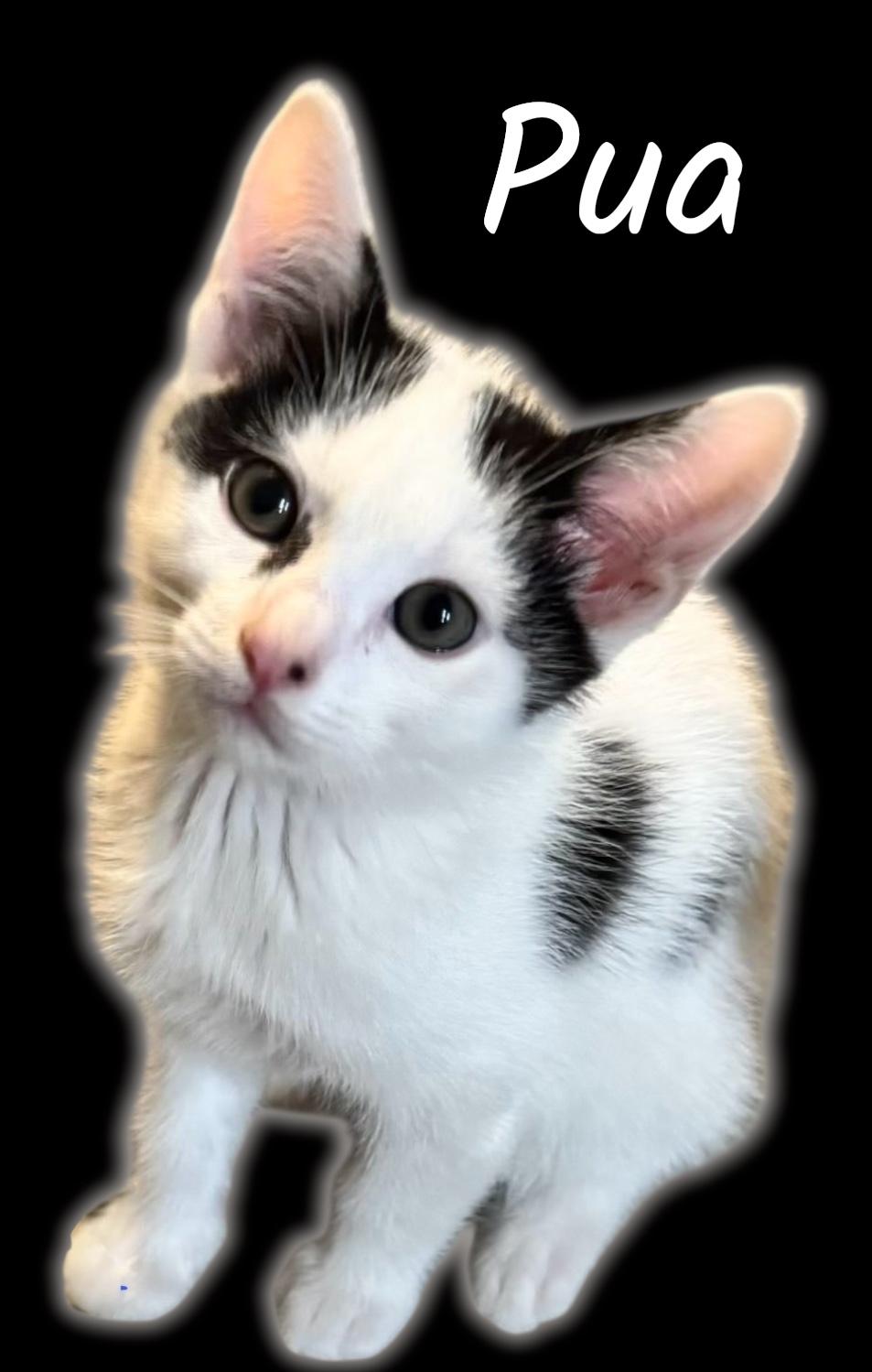 Pua, Adoptable, Kitten Male Domestic Short Hair.