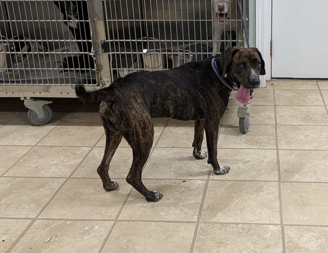 Enlarge Percy, a Adoptable Mountain Cur in Frenchburg, KY image 1/2