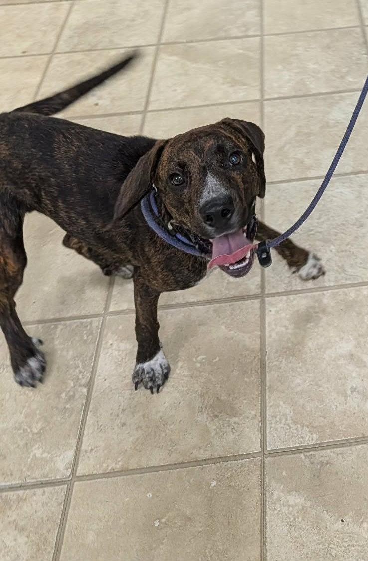 Enlarge Percy, a Adoptable Mountain Cur in Frenchburg, KY image 2/2