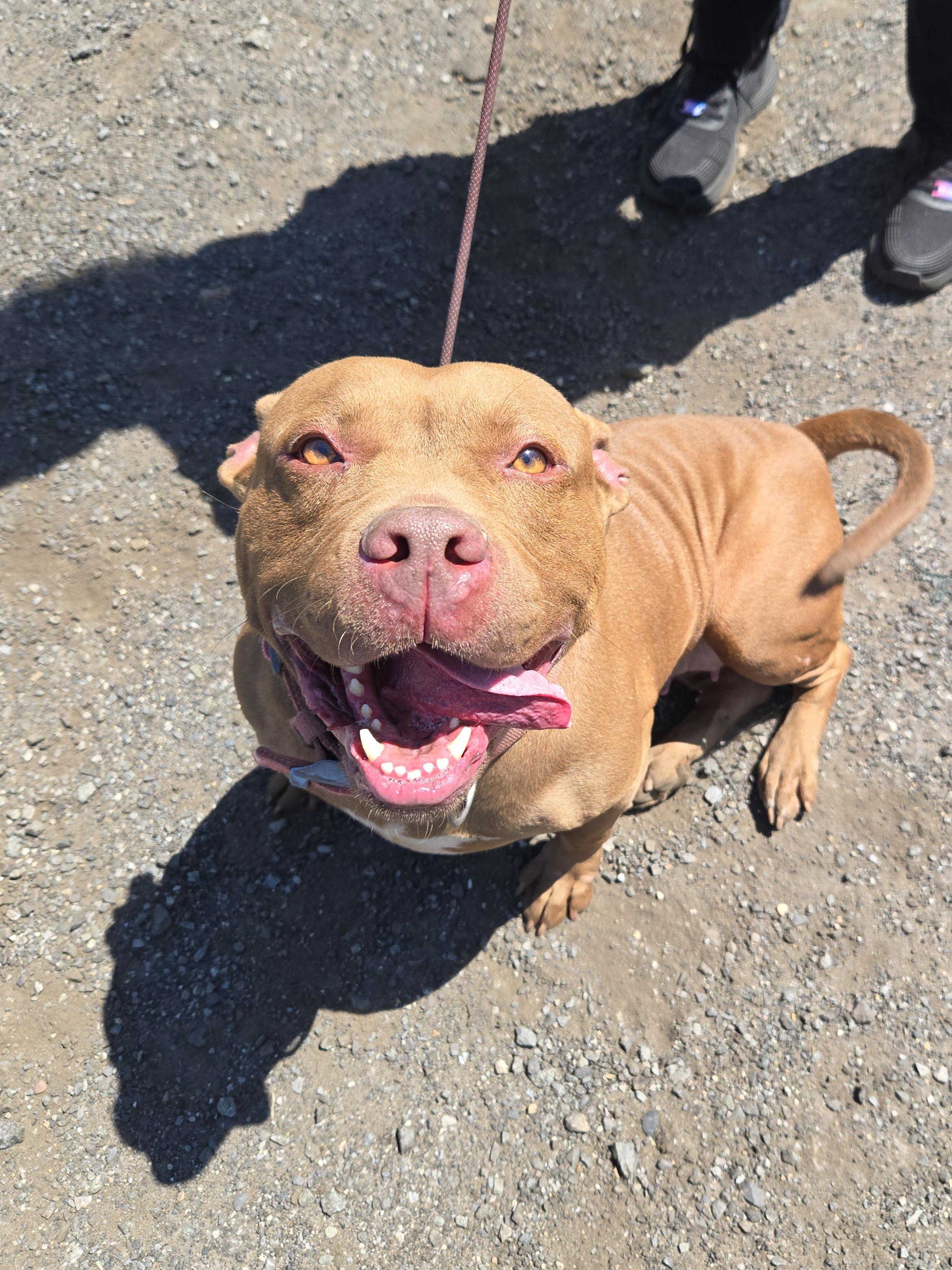 Sunshine, ADOPTABLE, Adult Female Pit Bull Terrier.