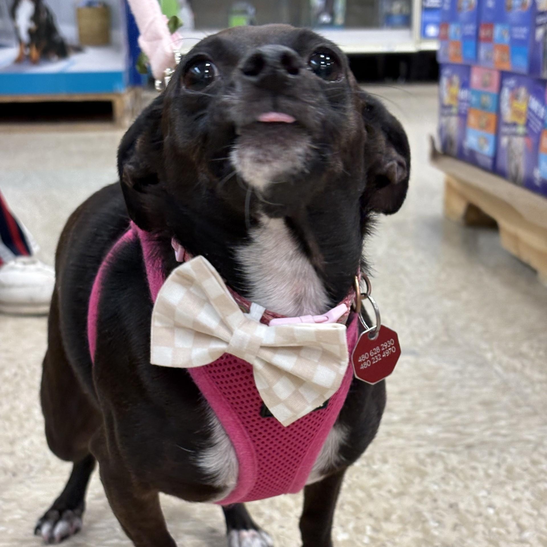 Enlarge Marley, a ADOPTABLE Chihuahua in Phoenix, AZ image 1/5