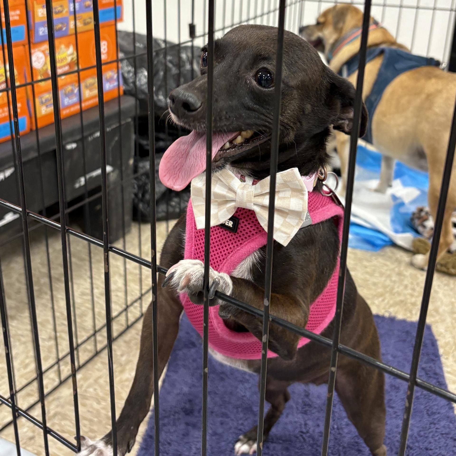 Enlarge Marley, a ADOPTABLE Chihuahua in Phoenix, AZ image 3/5