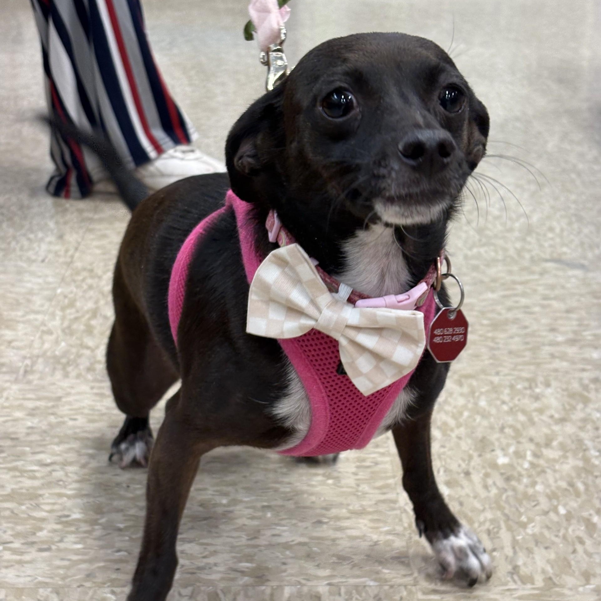 Enlarge Marley, a ADOPTABLE Chihuahua in Phoenix, AZ image 4/5