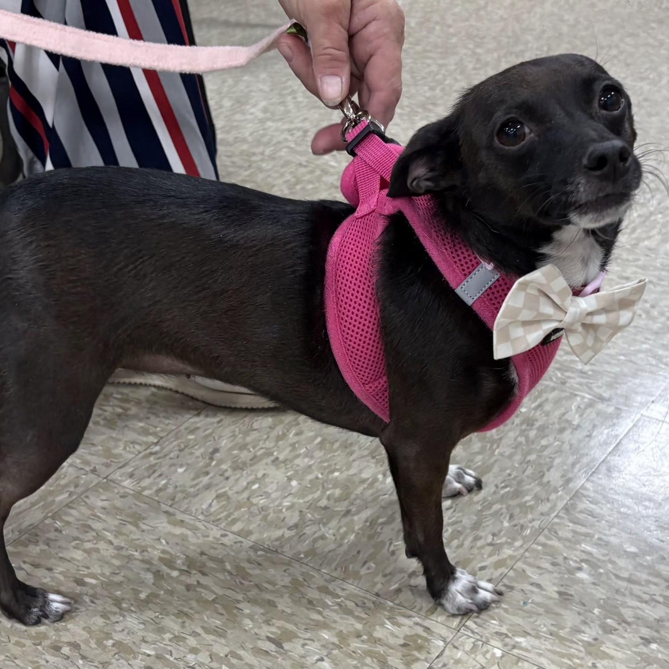 Enlarge Marley, a ADOPTABLE Chihuahua in Phoenix, AZ image 5/5