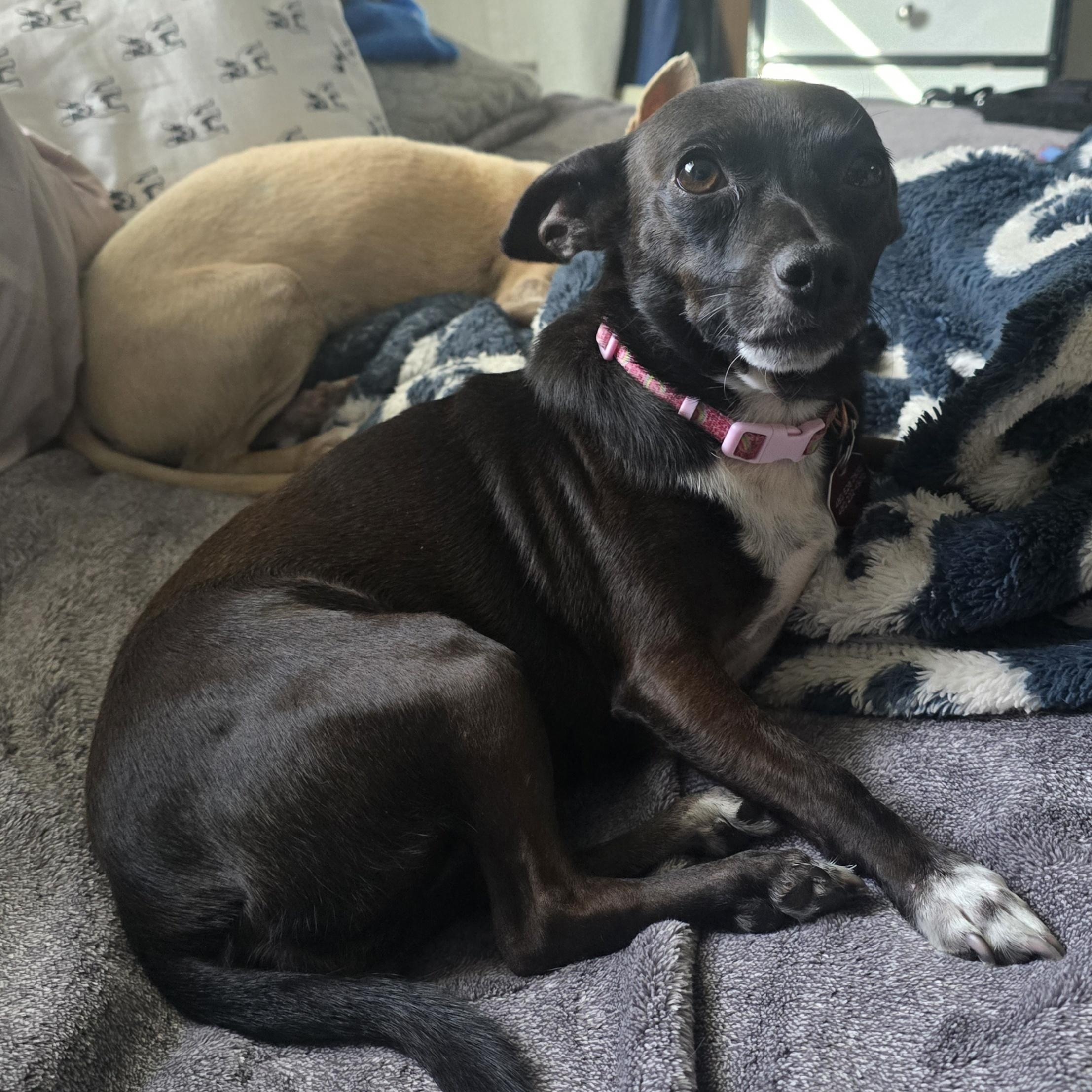 Enlarge Marley, a ADOPTABLE Chihuahua in Phoenix, AZ image 2/5