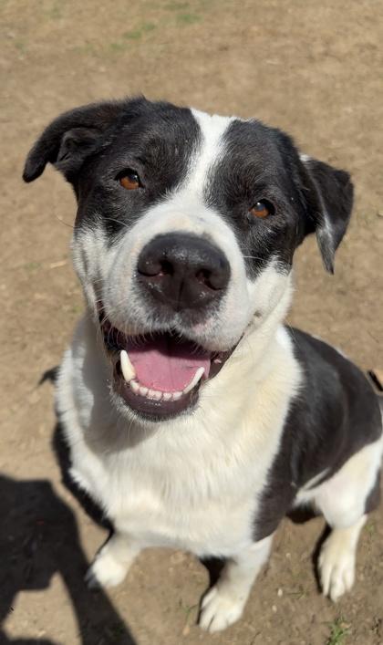 Bobo, a Adoptable mixed breed in Irving, TX image 1/3