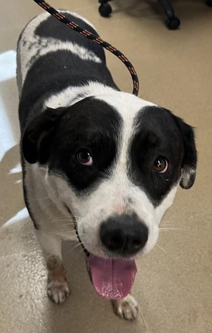Bobo, a Adoptable mixed breed in Irving, TX image 3/3