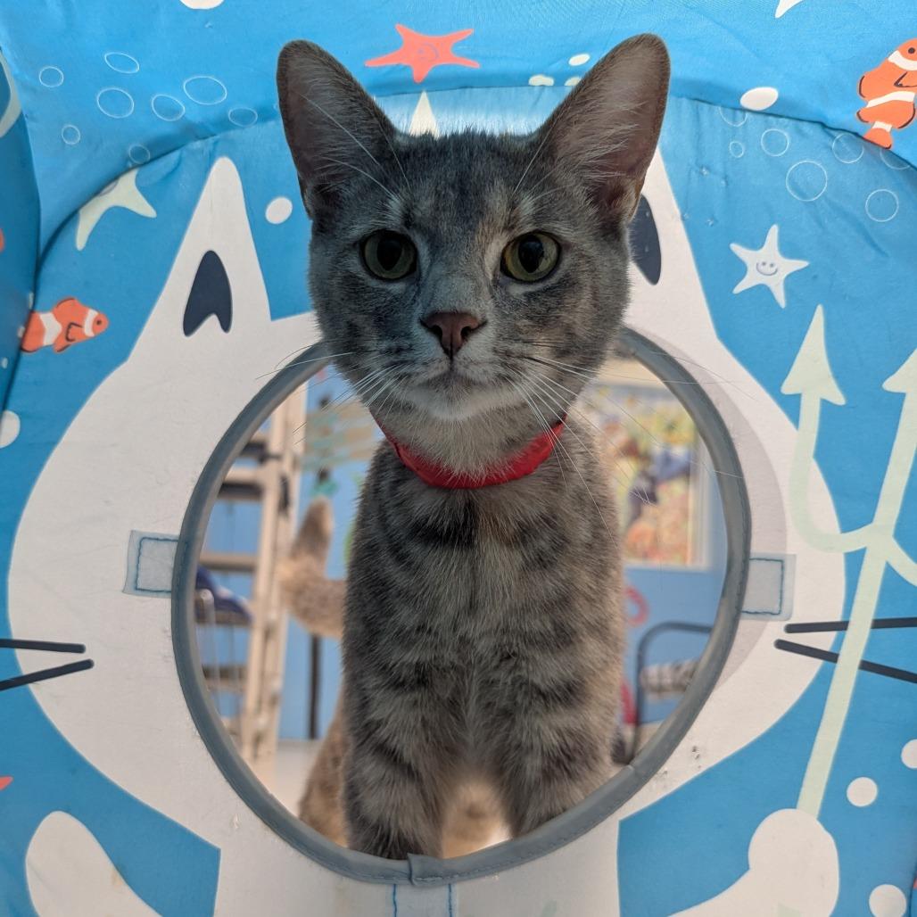Pistachio, Adoptable, Young Female Domestic Short Hair.
