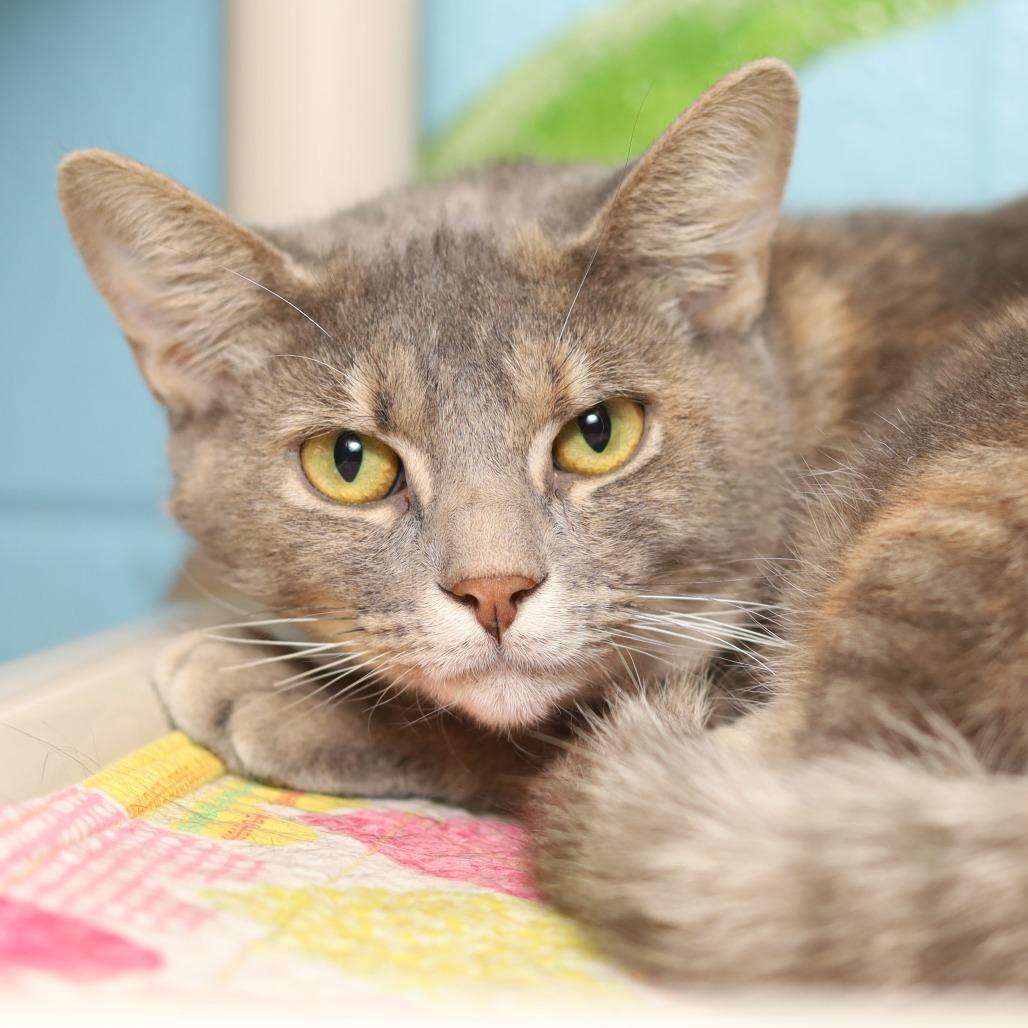 Pistachio, a Adoptable Domestic Short Hair in Evansville, IN image 2/3