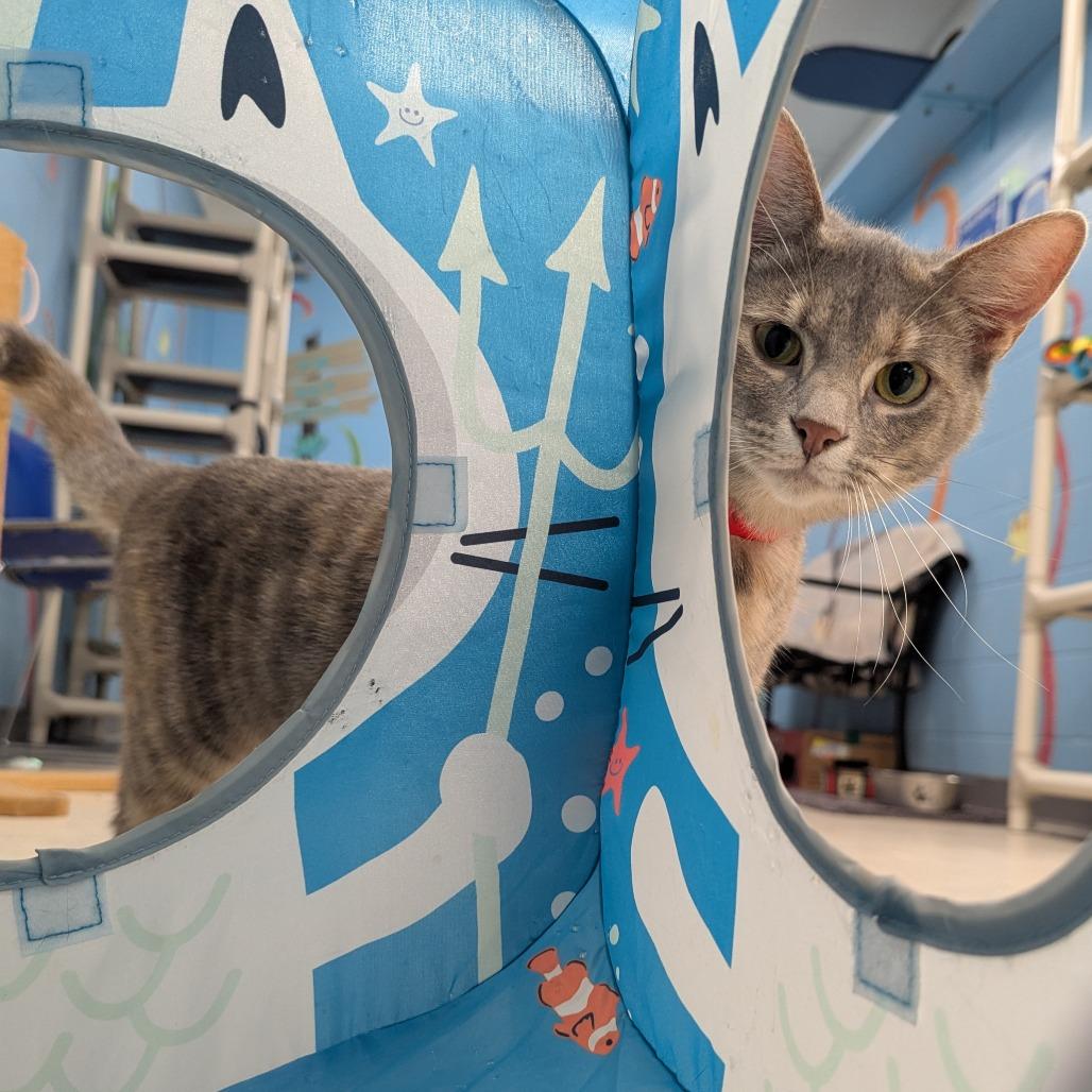 Pistachio, a Adoptable Domestic Short Hair in Evansville, IN image 3/3