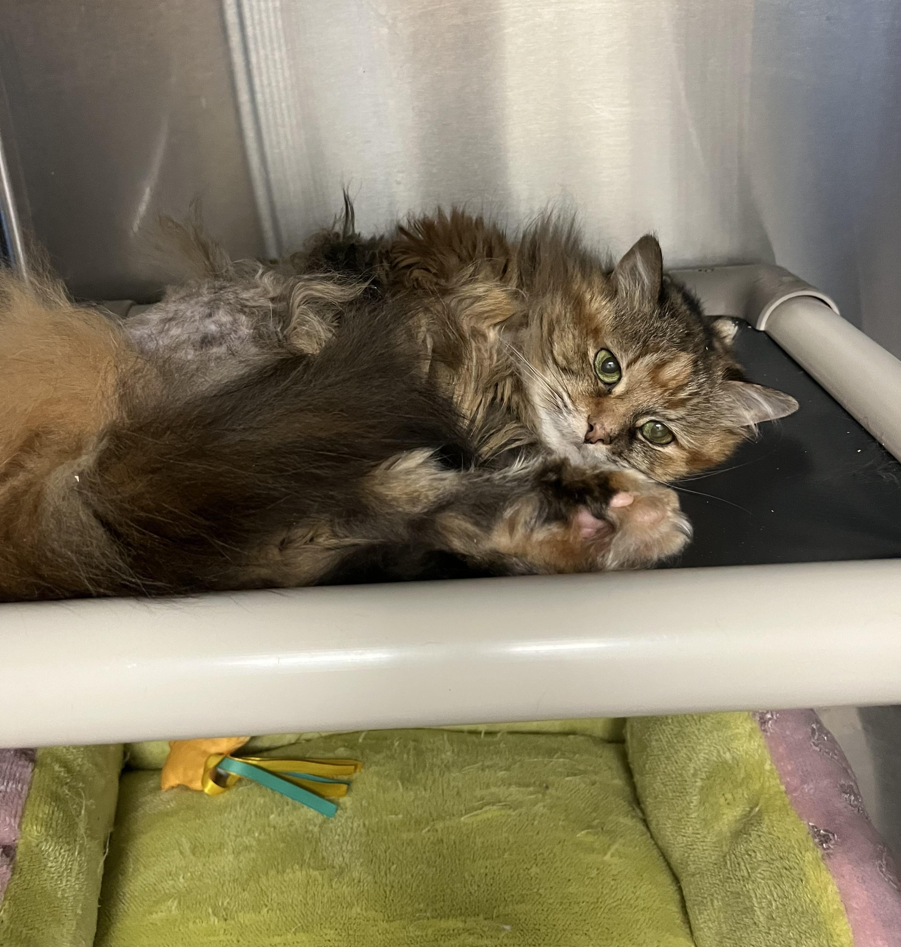 Spice, Senior Female unknown