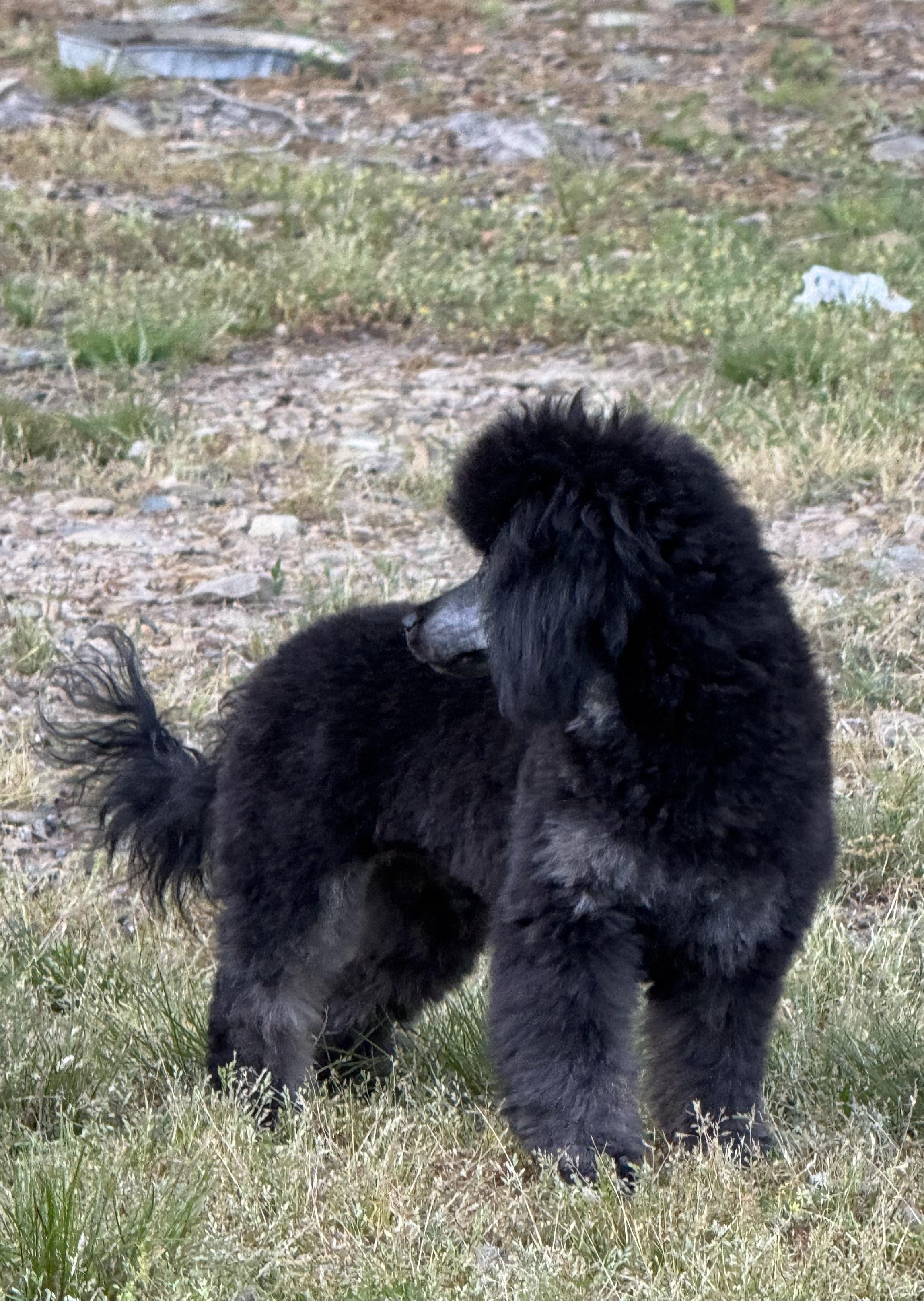 Enlarge Ryu, a Adoptable mixed breed in Monroe, NC image 4/5