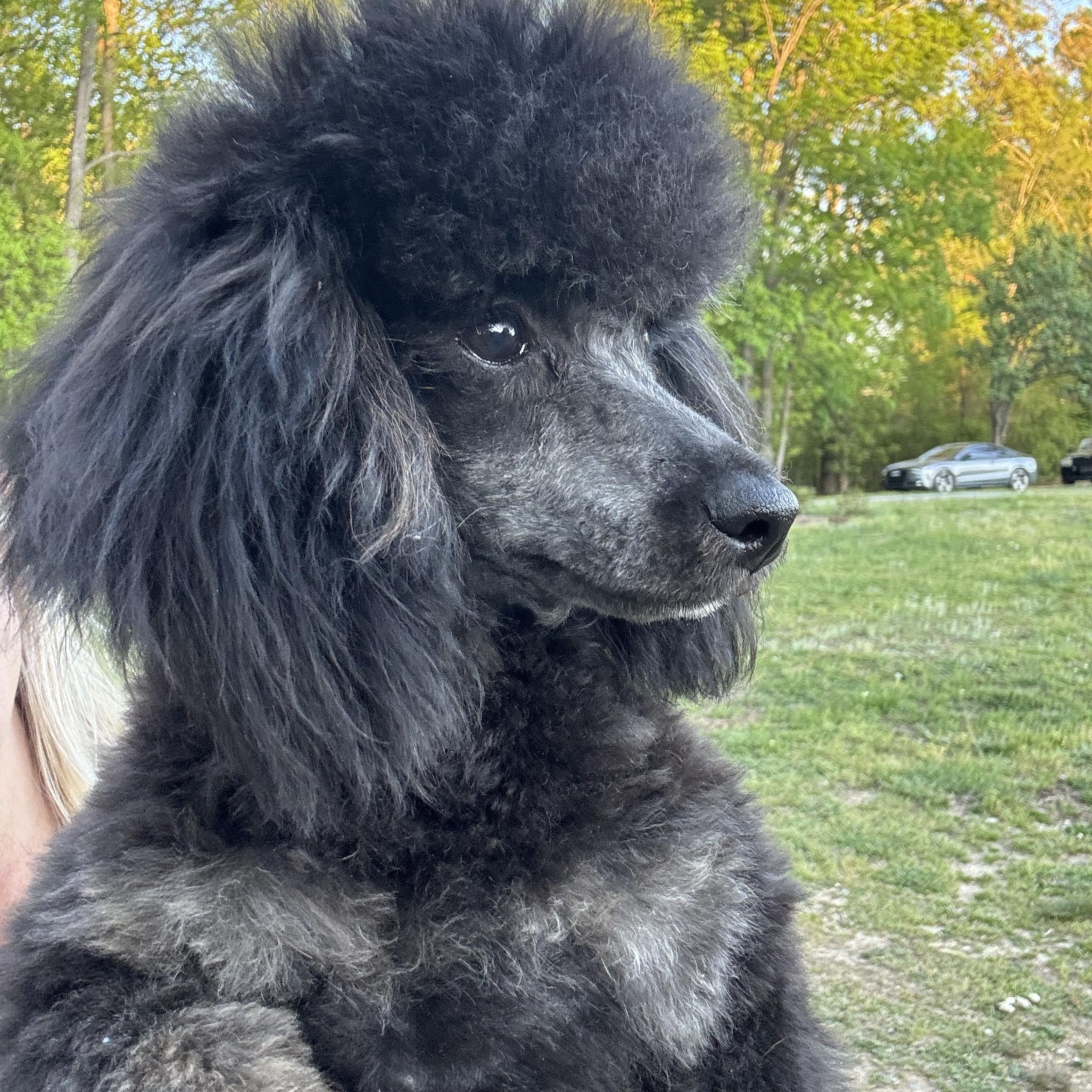 Ryu, Adoptable, Puppy Male Poodle.