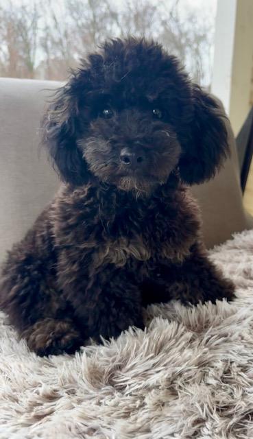 Ryu, Adoptable, Puppy Male Poodle.