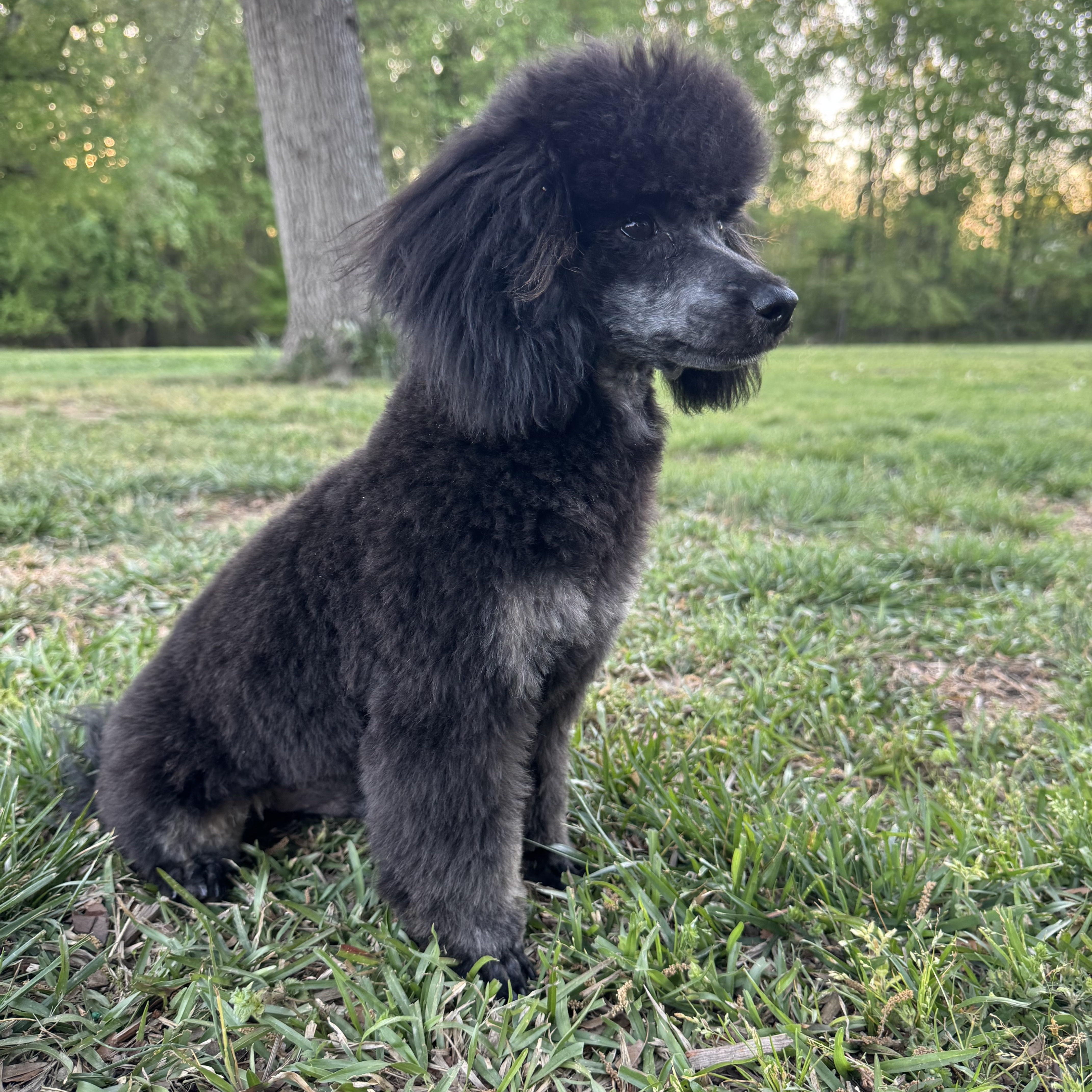 Enlarge Ryu, a Adoptable mixed breed in Monroe, NC image 2/5