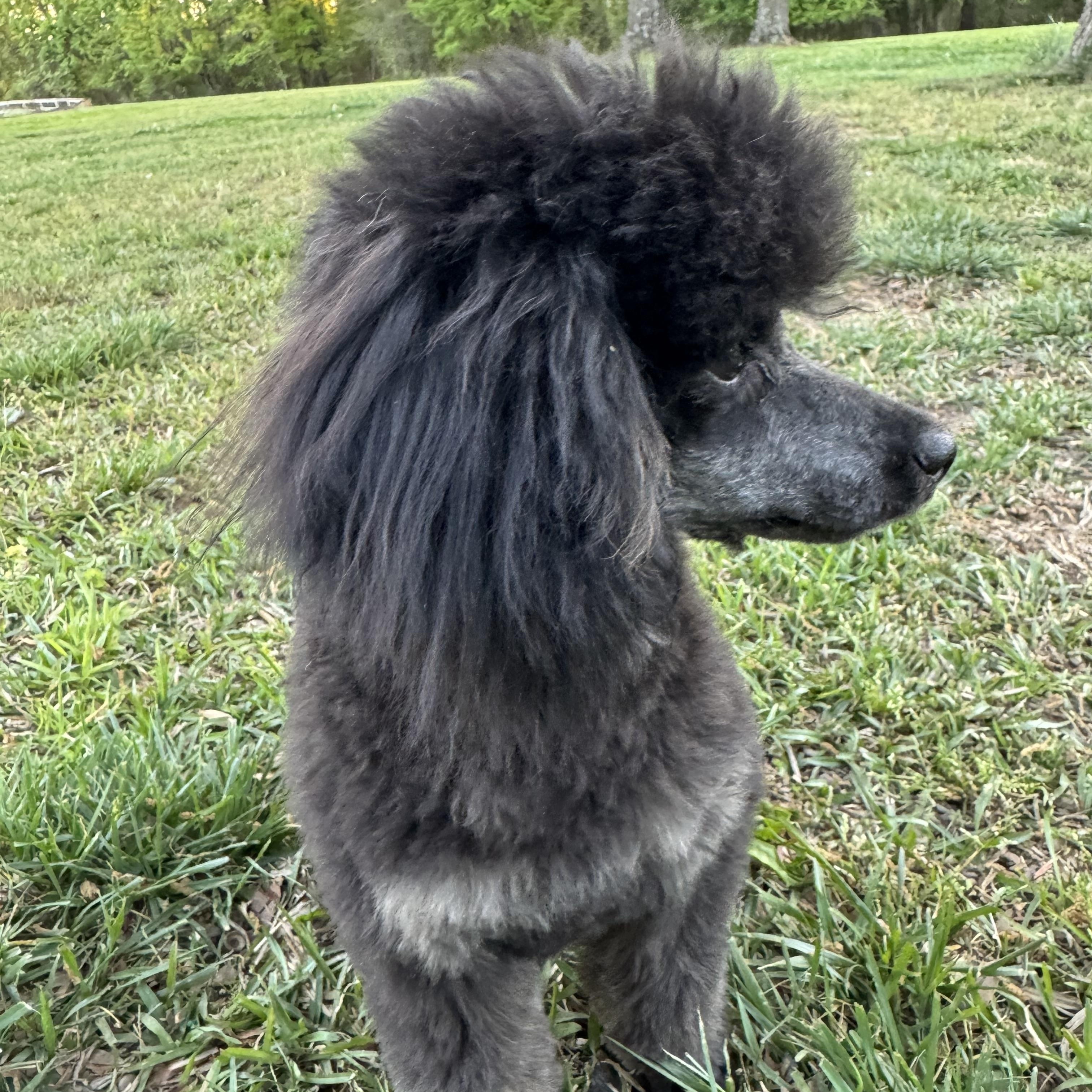 Enlarge Ryu, a Adoptable mixed breed in Monroe, NC image 3/5