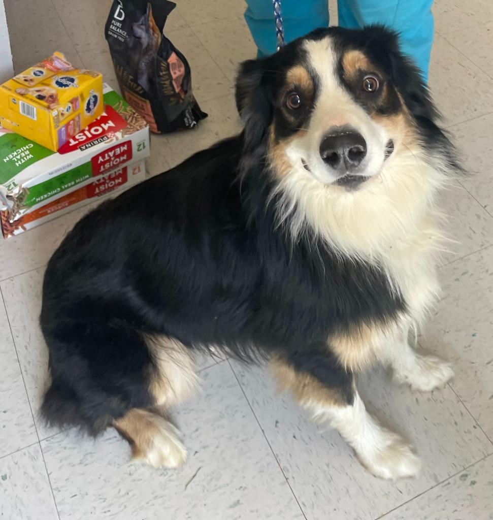 Enlarge Houston, a ADOPTABLE Australian Shepherd in Maysville, KY image 1/1