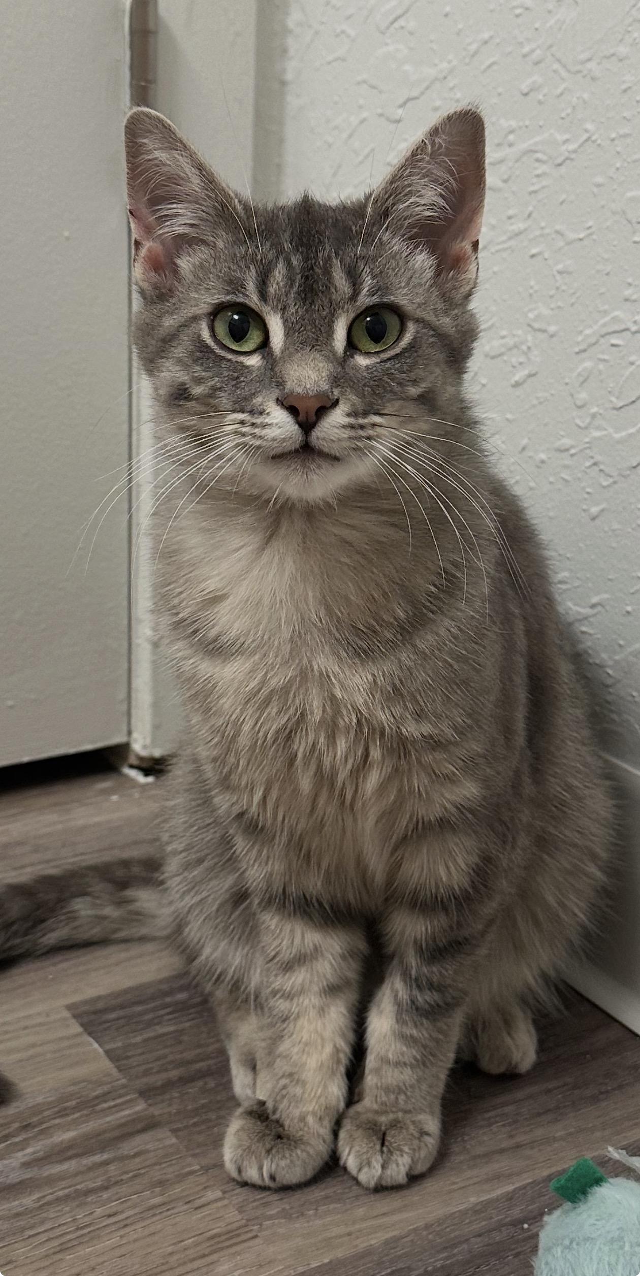 Enlarge Seamus, a Adopted Domestic Short Hair in Troy, MI image 4/6