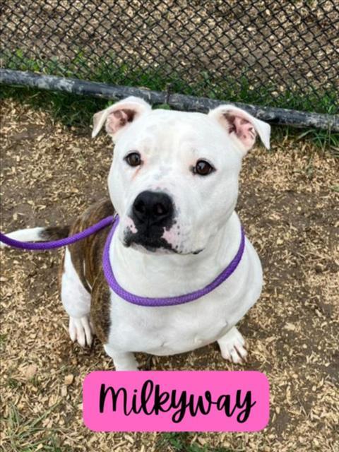 MILKYWAY, Adoptable, Adult Female Staffordshire Bull Terrier & Mixed Breed.